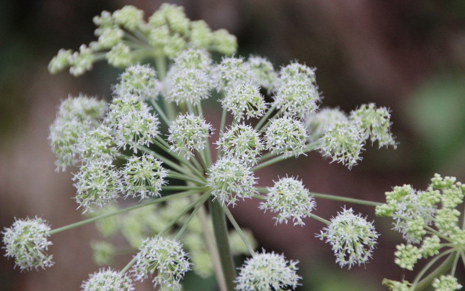 Andělika čínská (Angelica sinensis)