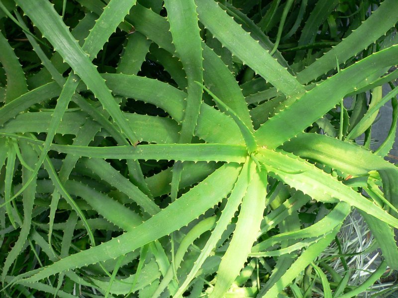 Aloe pravá