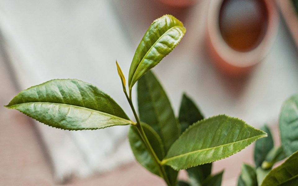 Čajovník čínský (Camellia sinensis)