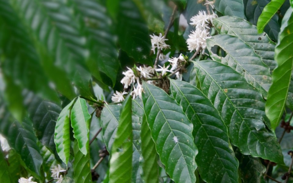 Kávovník arabský (Coffea arabica)