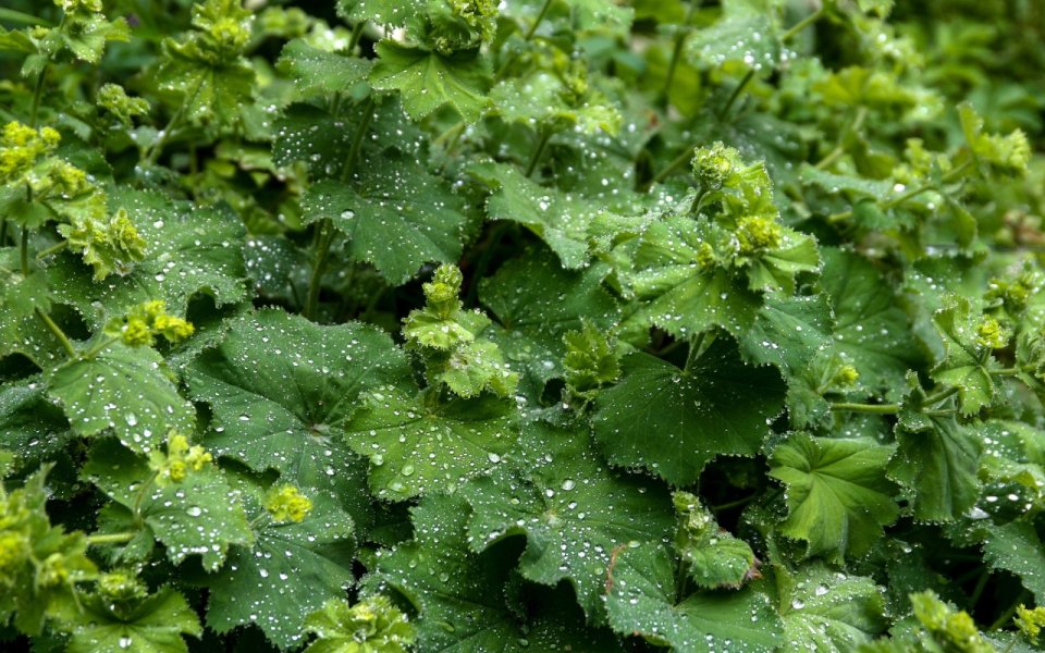 Kontryhel žlutozelený (Alchemilla xanthochlora)