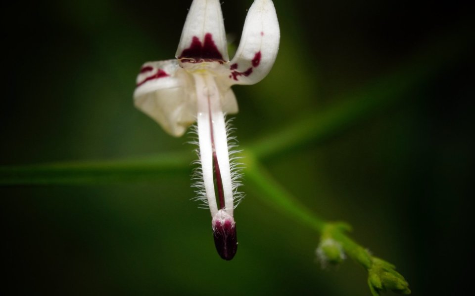 Měkýn latnatý (Andrographis paniculata)