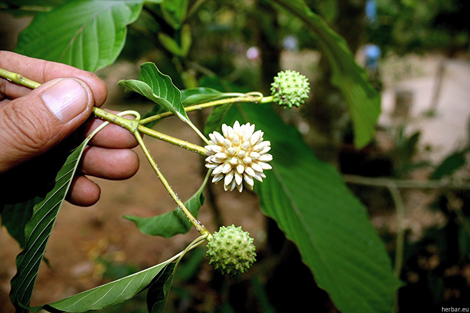 mitragyna-speciosa-kratom.jpg