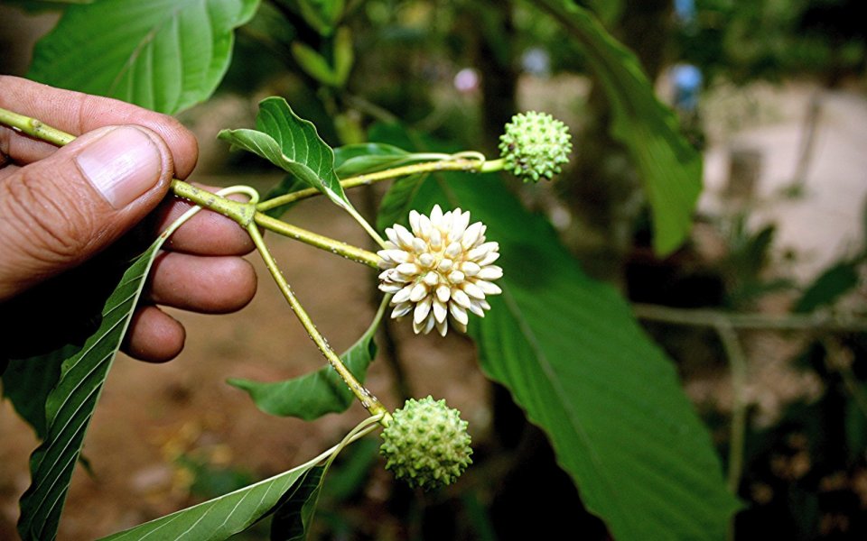 Mitragyna speciosa (kratom)