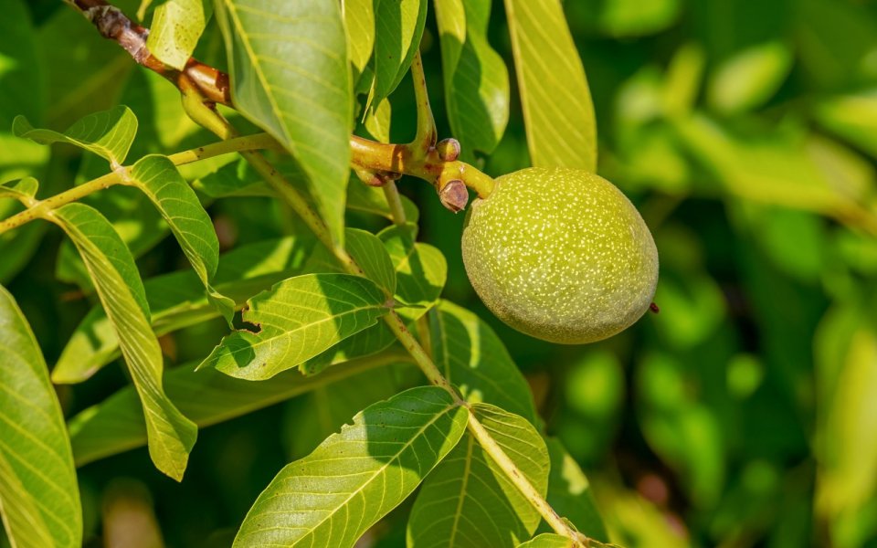 Ořešák královský (Juglans regia)