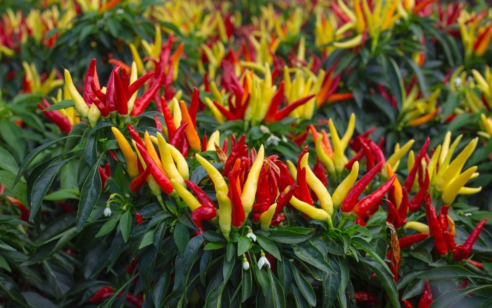 Paprika křovitá - Capsicum frutescens