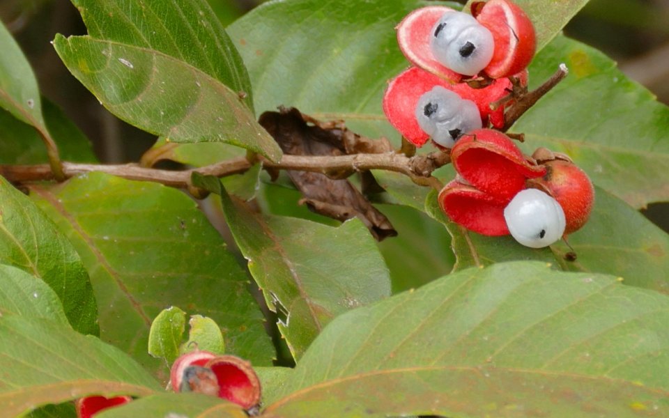 Paulinie nápojná (Paullinia cupana) - guarana