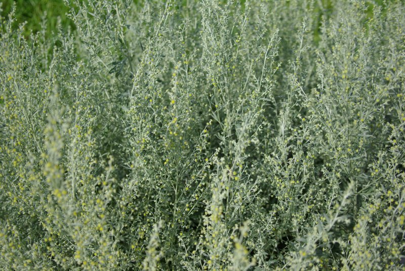 Artemisia absinthium