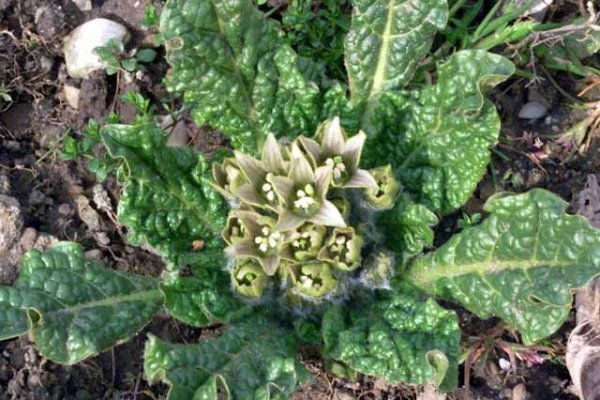 Mandragora Mandragora