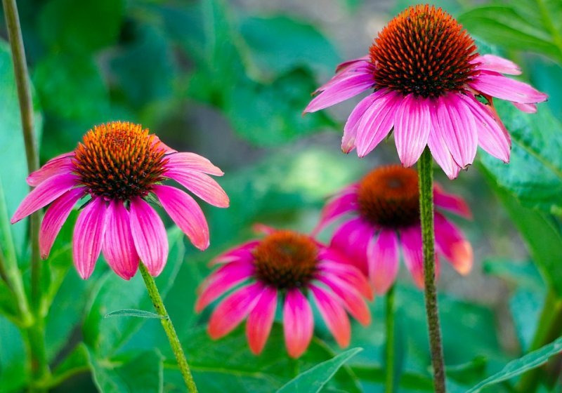 Echinacea.jpg