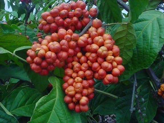 Guarana.jpg