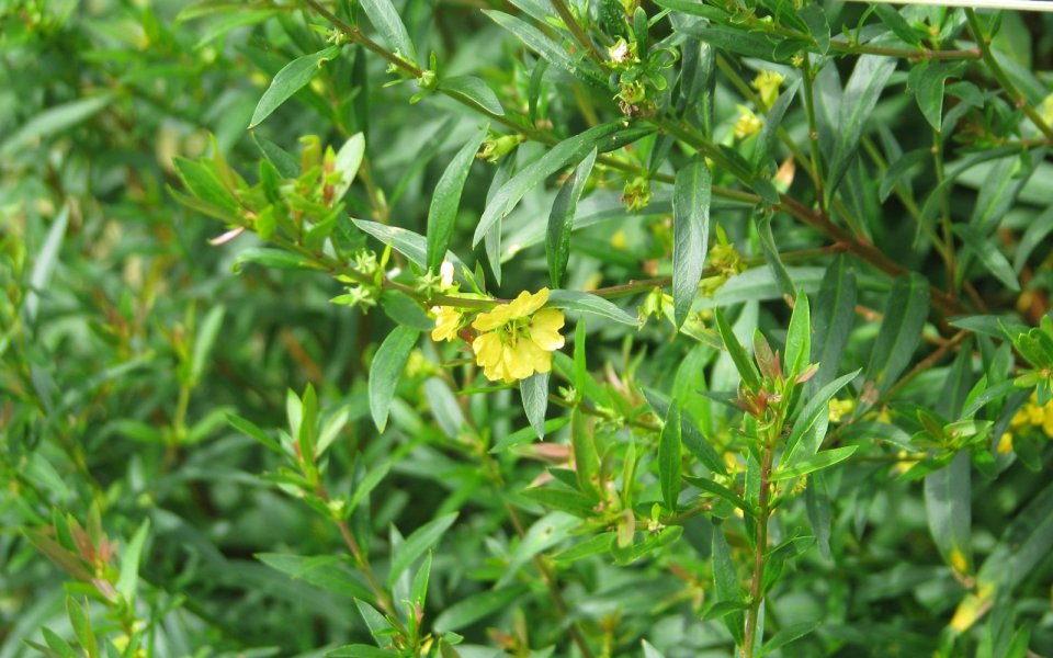 Sinicuichi (Heimia Salicifolia)