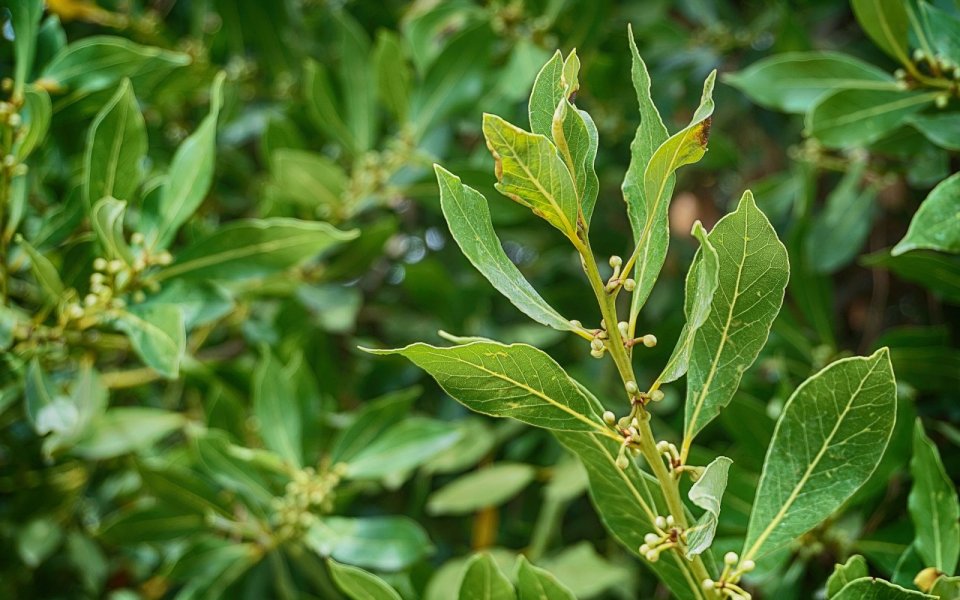 Vavřín vznešený (Laurus nobilis L.)